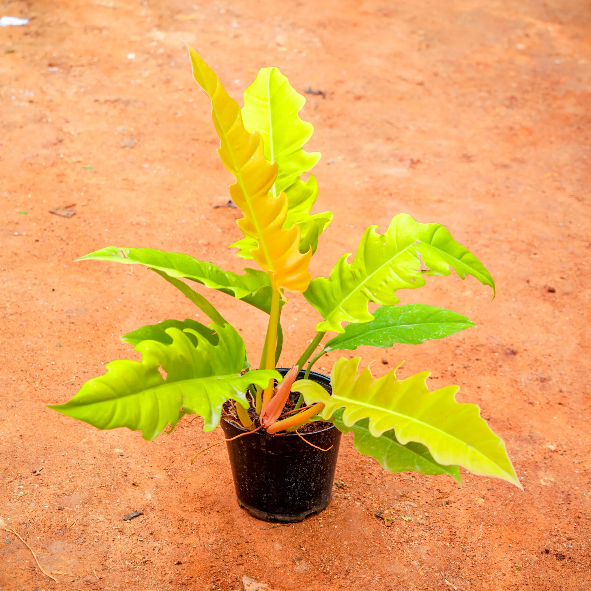 Philodendron Golden Crocodile in 5 Inch Nursery Pot
