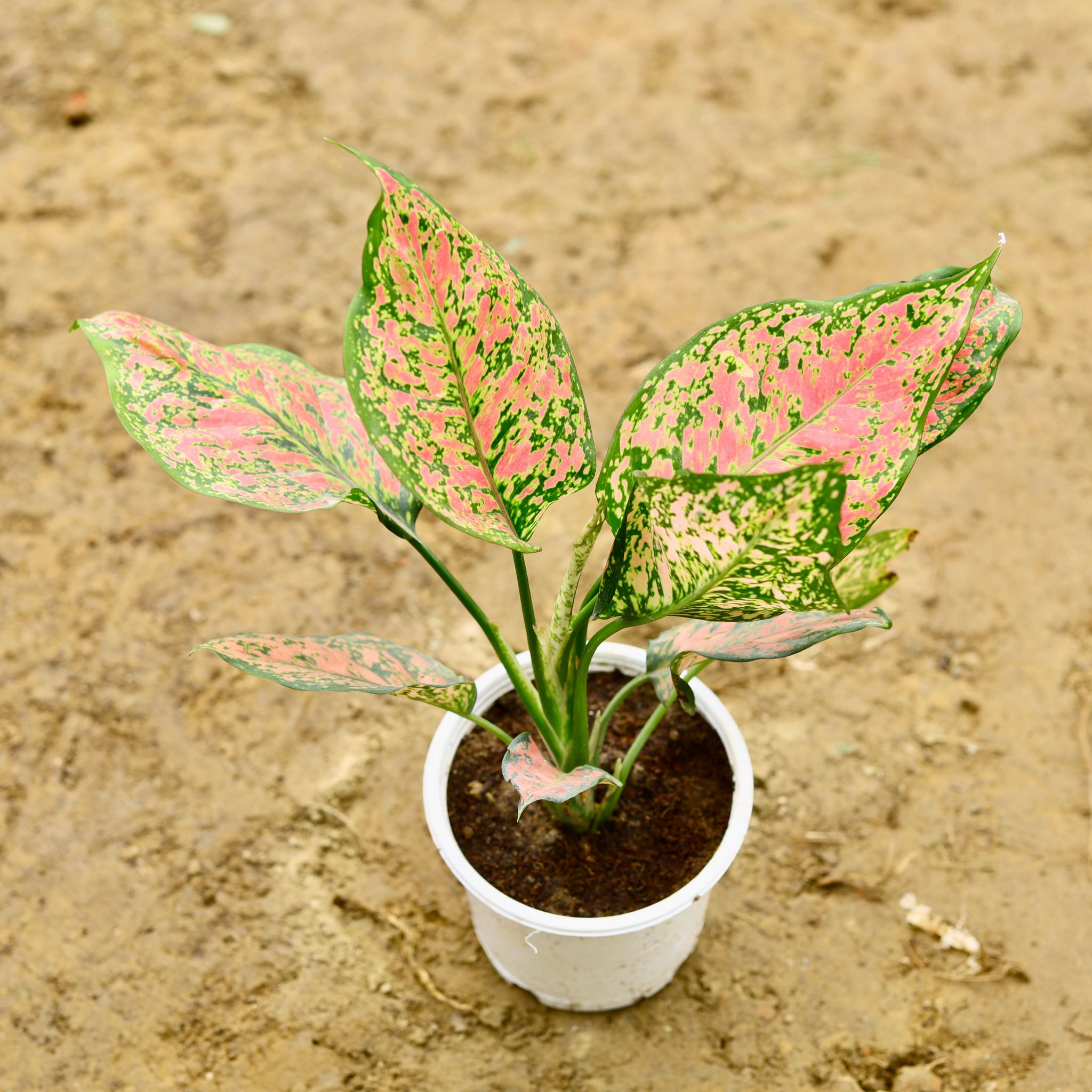 Aglaonema Valentine Pink in 6 Inch Nursery Pot