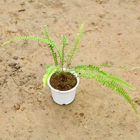 Fern Green in 6 Inch Nursery Pot
