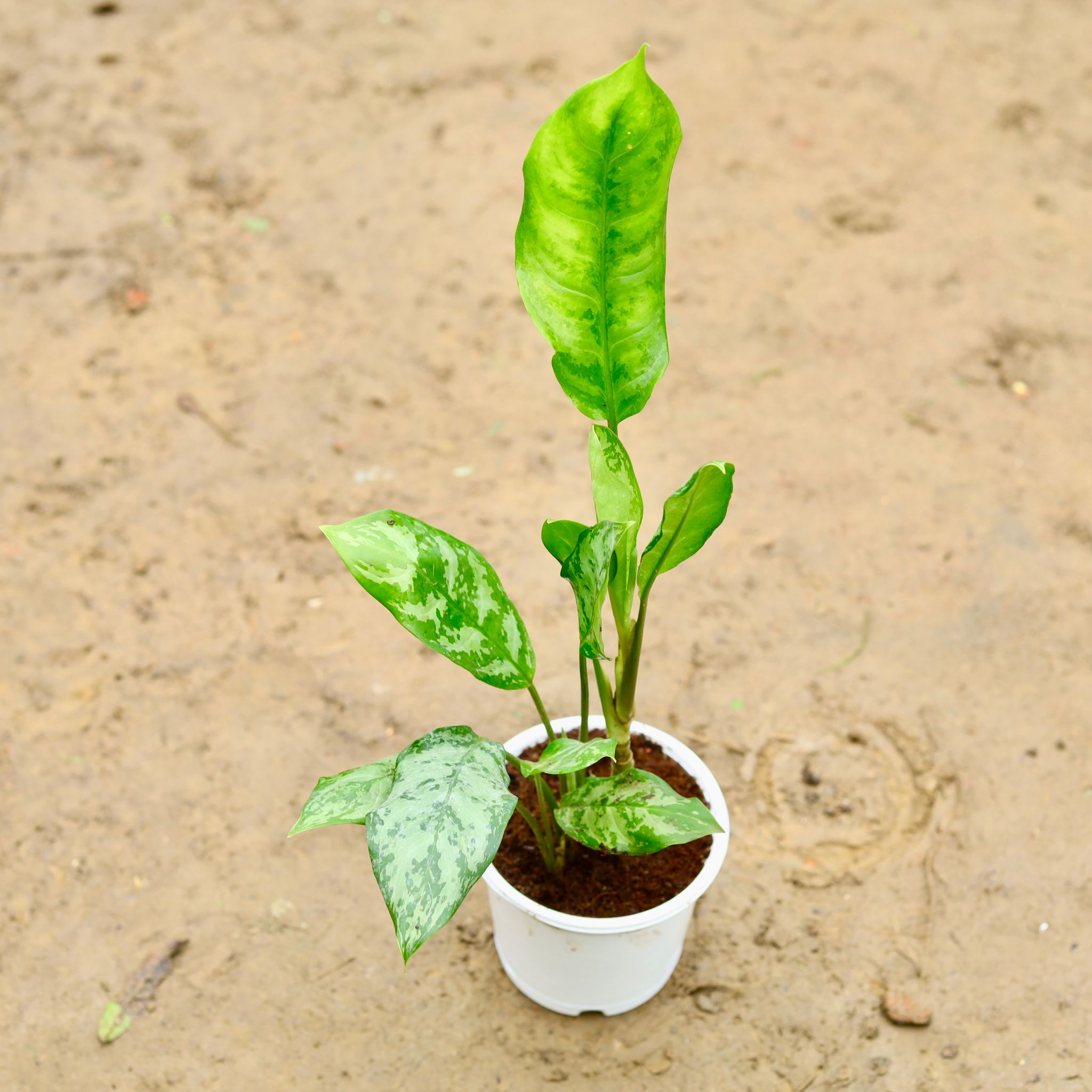 Aglaonema Green in 6 Inch Nursery Pot