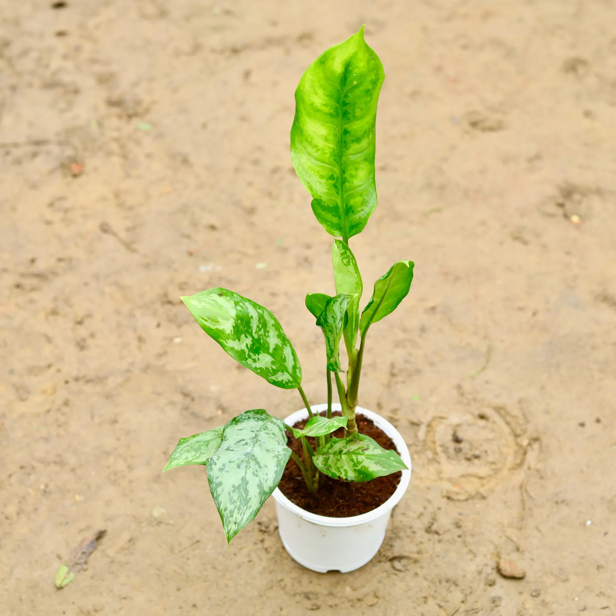 Aglaonema Green in 6 Inch Nursery Pot