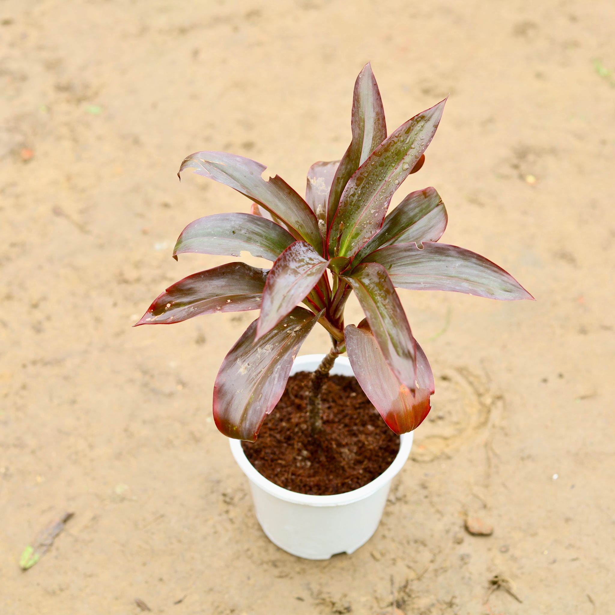 Dracaena Rosea in 6 Inch Nursery Pot