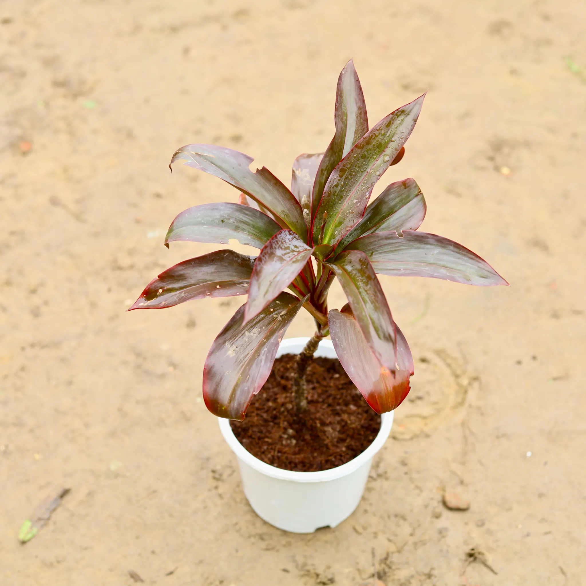 Dracaena Rosea in 6 Inch Nursery Pot