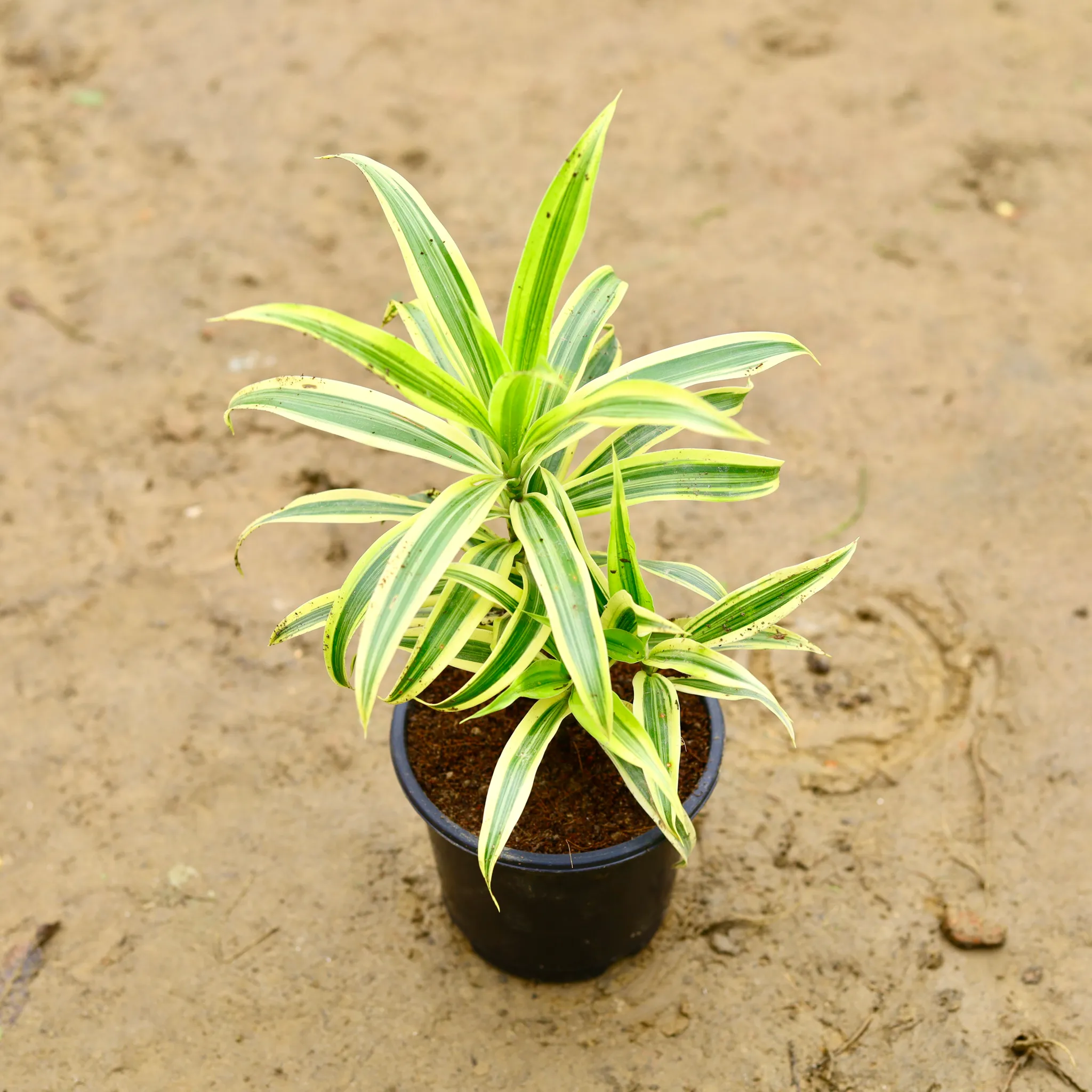 Song of India in 6 Inch Nursery Pot