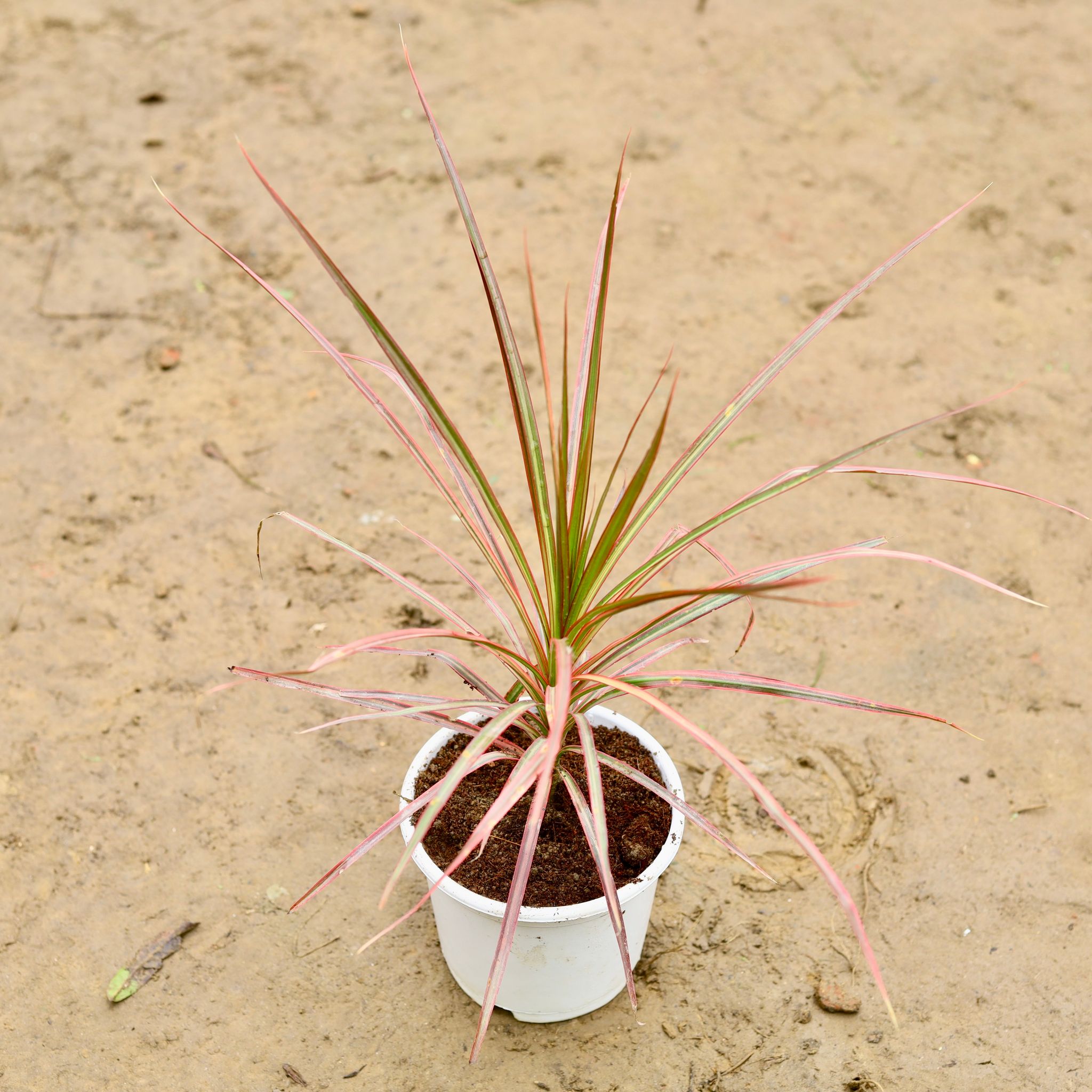 Dracaena Colorama / Marginata Red in 6 Inch Nursery Pot