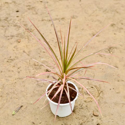 Dracaena Colorama / Marginata Red in 6 Inch Nursery Pot