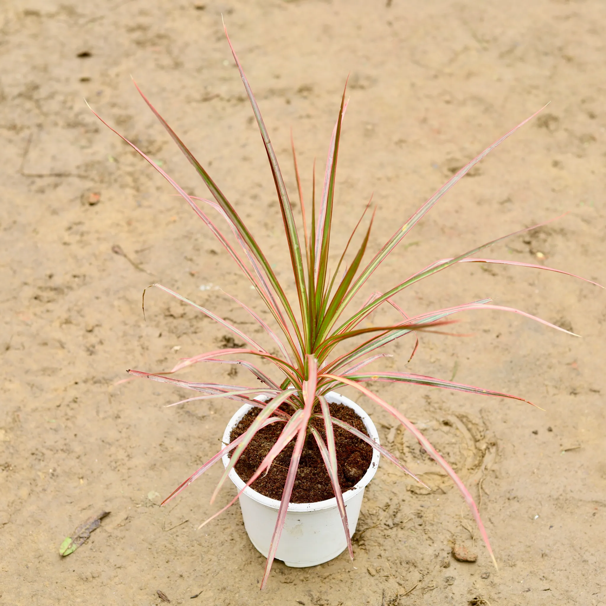 Dracaena Colorama / Marginata Red in 6 Inch Nursery Pot