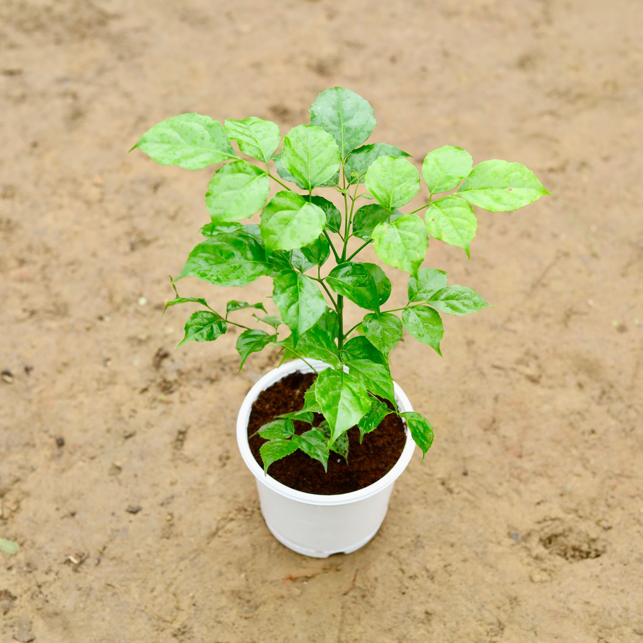 Radermachera / China Doll (~ 1 - 1.5 Ft) in 6 Inch Nursery Pot