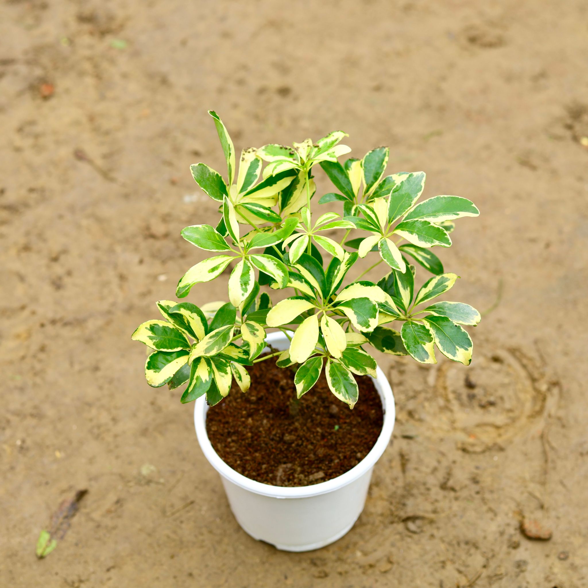 Schefflera Variegated in 6 Inch Nursery Pot