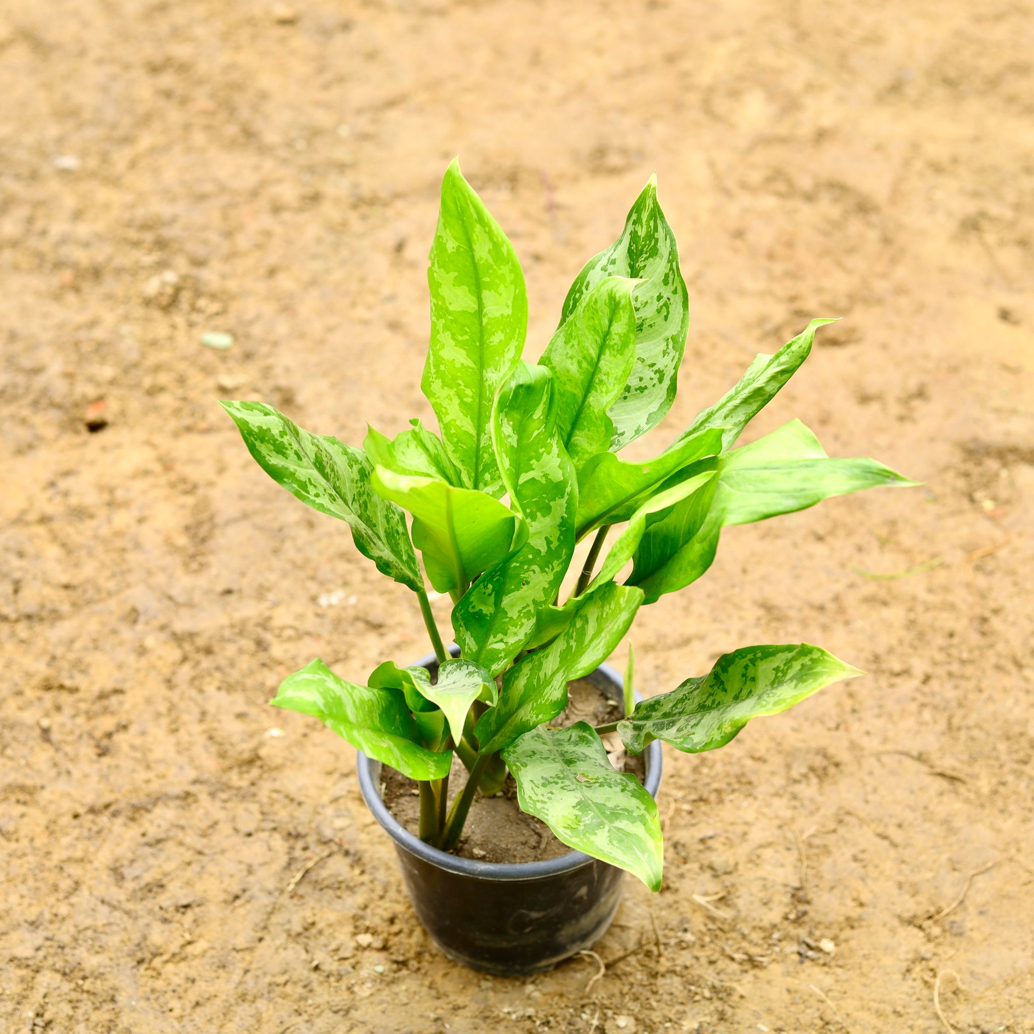 Aglaonema Jungle Parrot in 6 Inch Nursery Pot