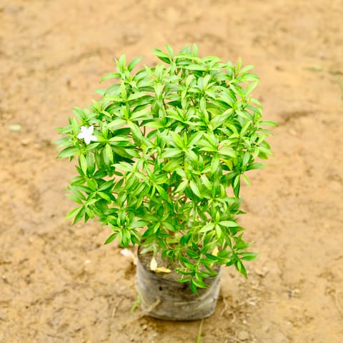 Chandni Dwarf in 8 Inch Nursery Bag