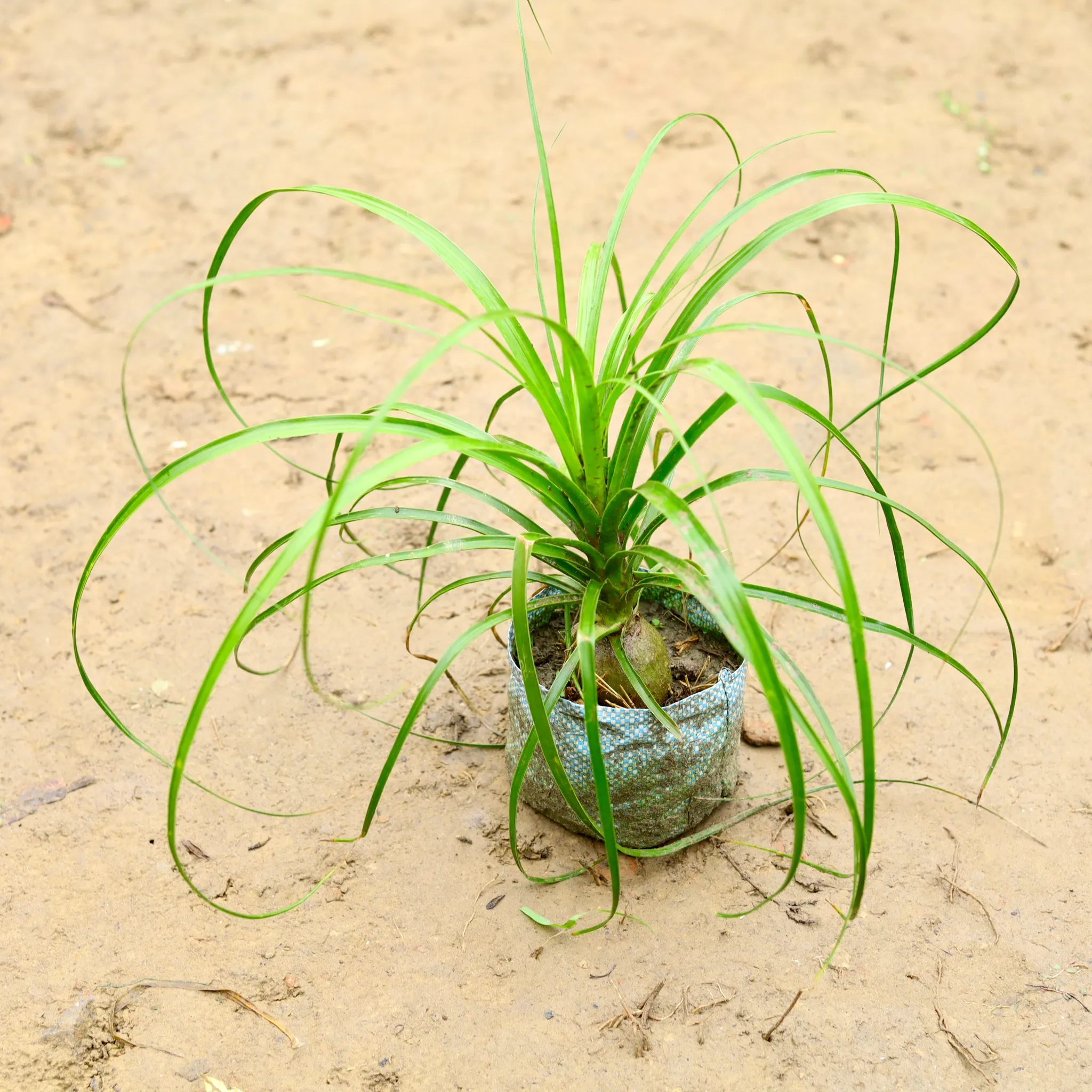 Lolina Palm in 6 Inch Nursery Bag
