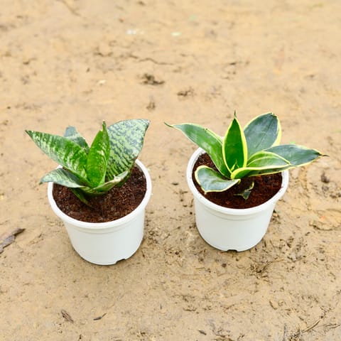 Set of 2 - Snake Dwarf (Any Colour) in 5 Inch Nursery Pot