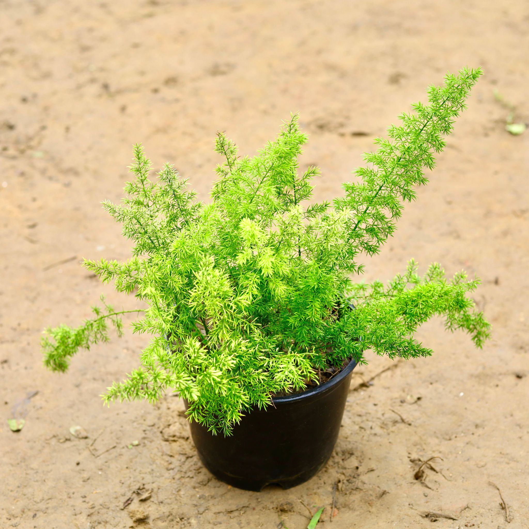 Asparagus Mary in 8 Inch Nursery Pot