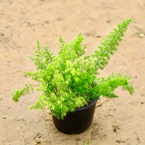 Asparagus Mary in 8 Inch Nursery Pot