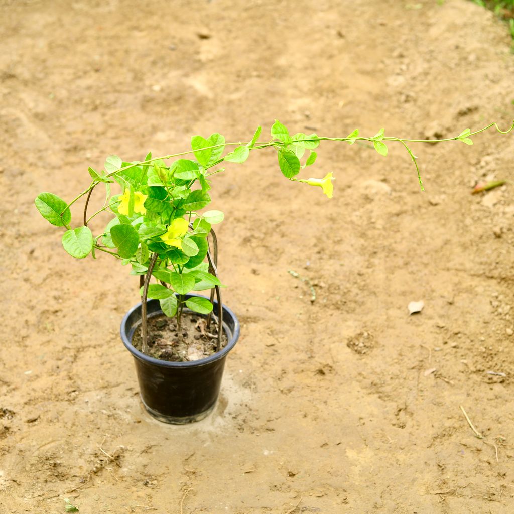 Buy Allamanda Bel Yellow (~ 2 Ft) in 7 Inch Nursery Pot Online | Urvann.com Allamanda Bel Yellow (~ 2 Ft) in 7 Inch Nursery Pot