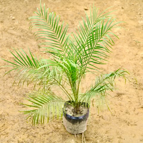 Phoenix Palm in 10 Inch Nursery Bag