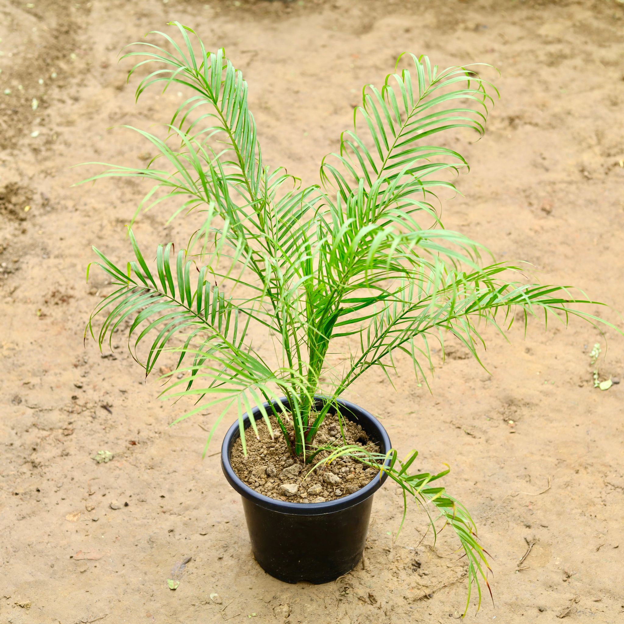 Phoenix Palm in 10 Inch Nursery Pot