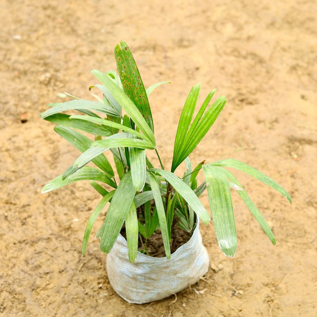 Buy Rhapis Palm in 7 Inch Nursery Bag Online | Urvann.com Rhapis Palm in 7 Inch Nursery Bag