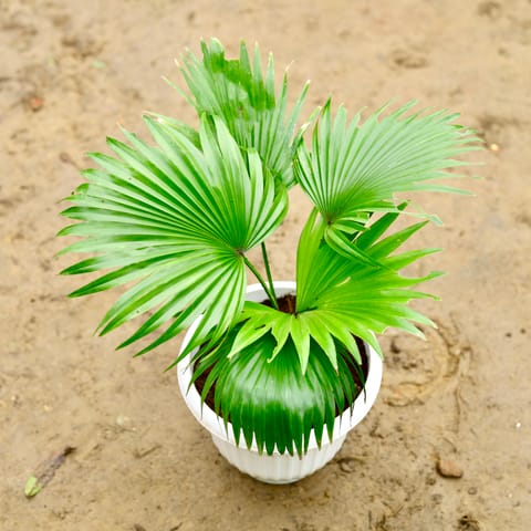 China Palm in 8 Inch Classy White Olive Plastic Pot