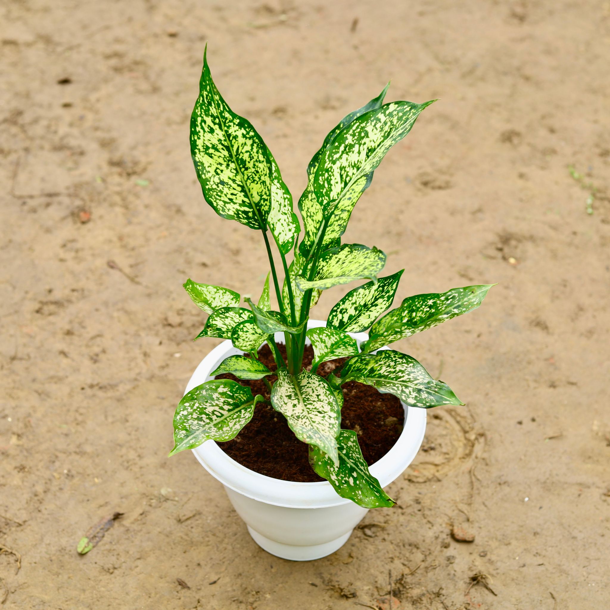 Aglaonema Snow White in 8 Inch Classy White Plastic Pot