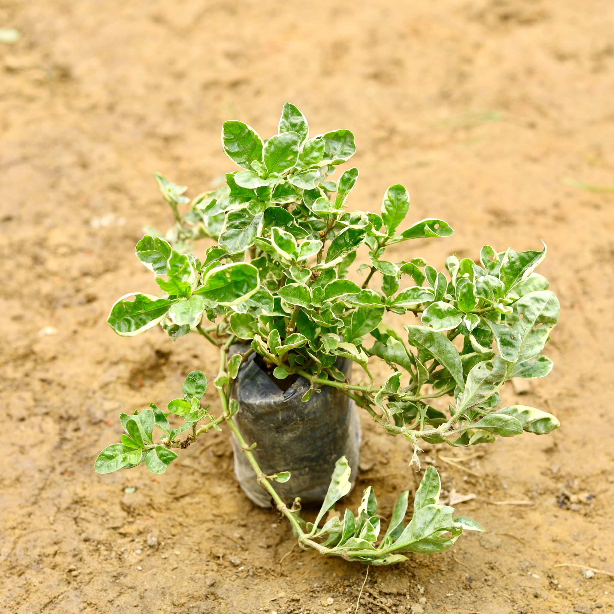 Alternanthera Variegated in 5 Inch Nursery Bag