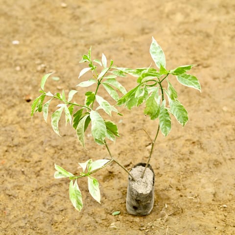 Chandni Variegated in 5 Inch Nursery Bag