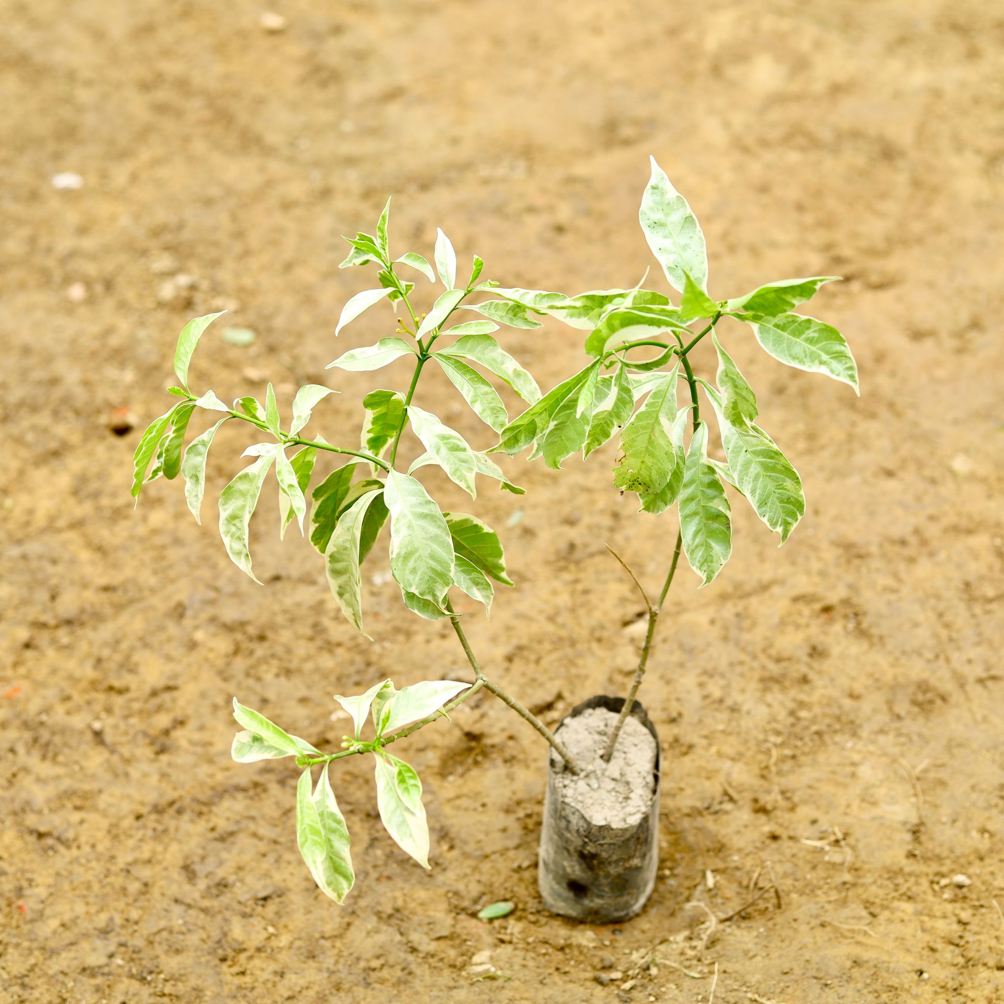 Chandni Variegated in 5 Inch Nursery Bag