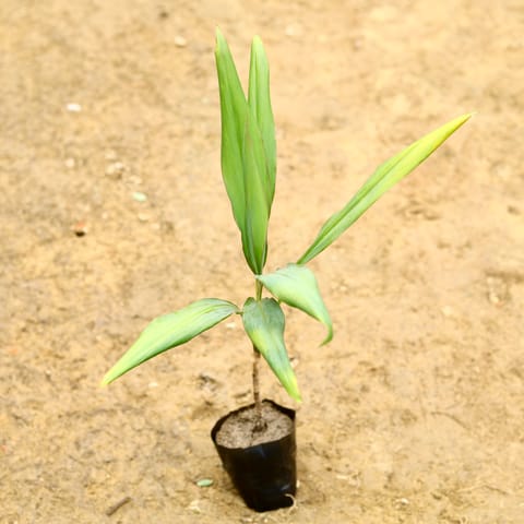 Dracaena Green (~ 1 Ft) in 5 Inch Nursery Bag