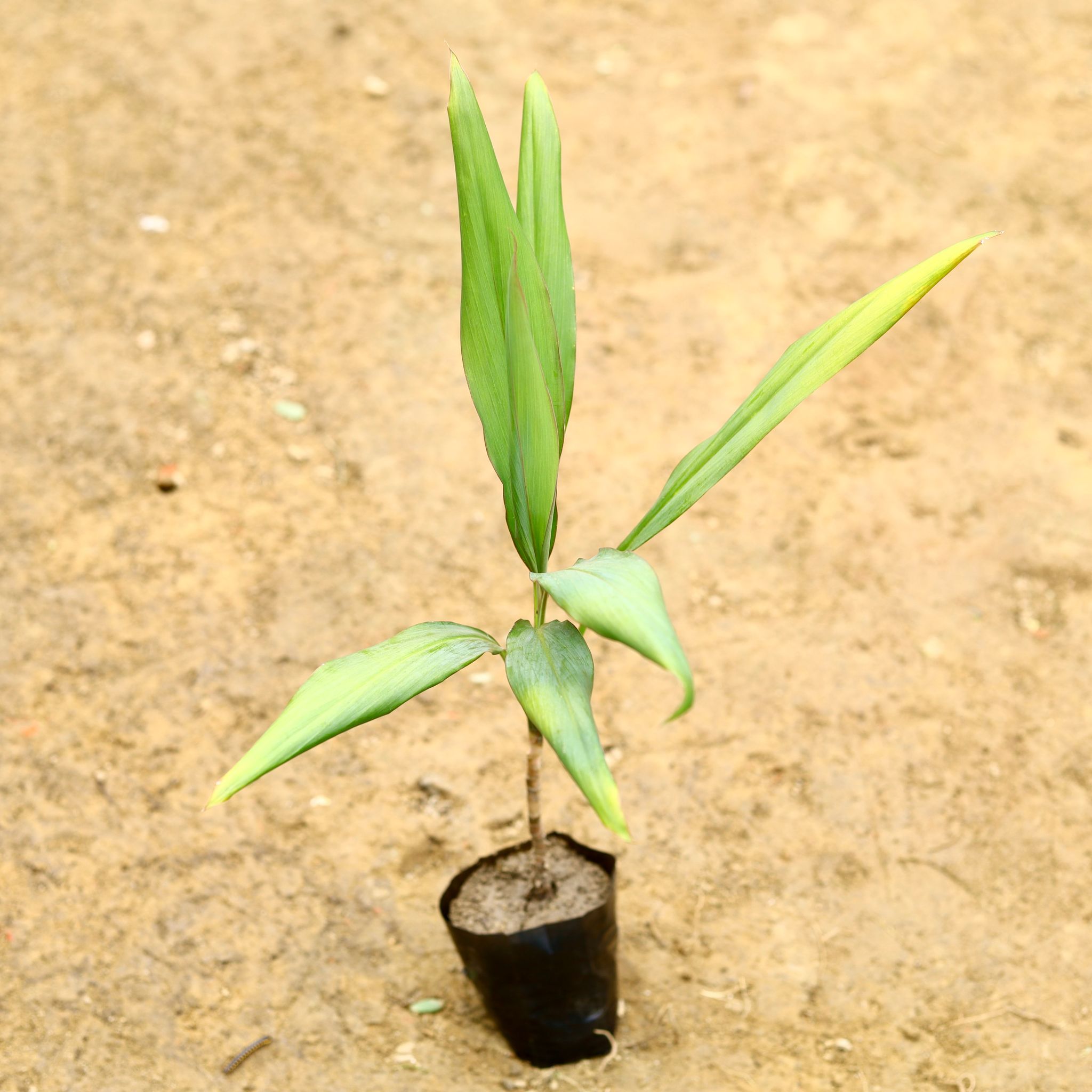 Dracaena Green (~ 1 Ft) in 5 Inch Nursery Bag