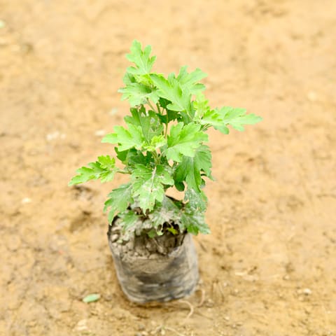 Chrysanthemum / Guldawari / Guldaudi (Any Colour) in 5 Inch Nursery Bag