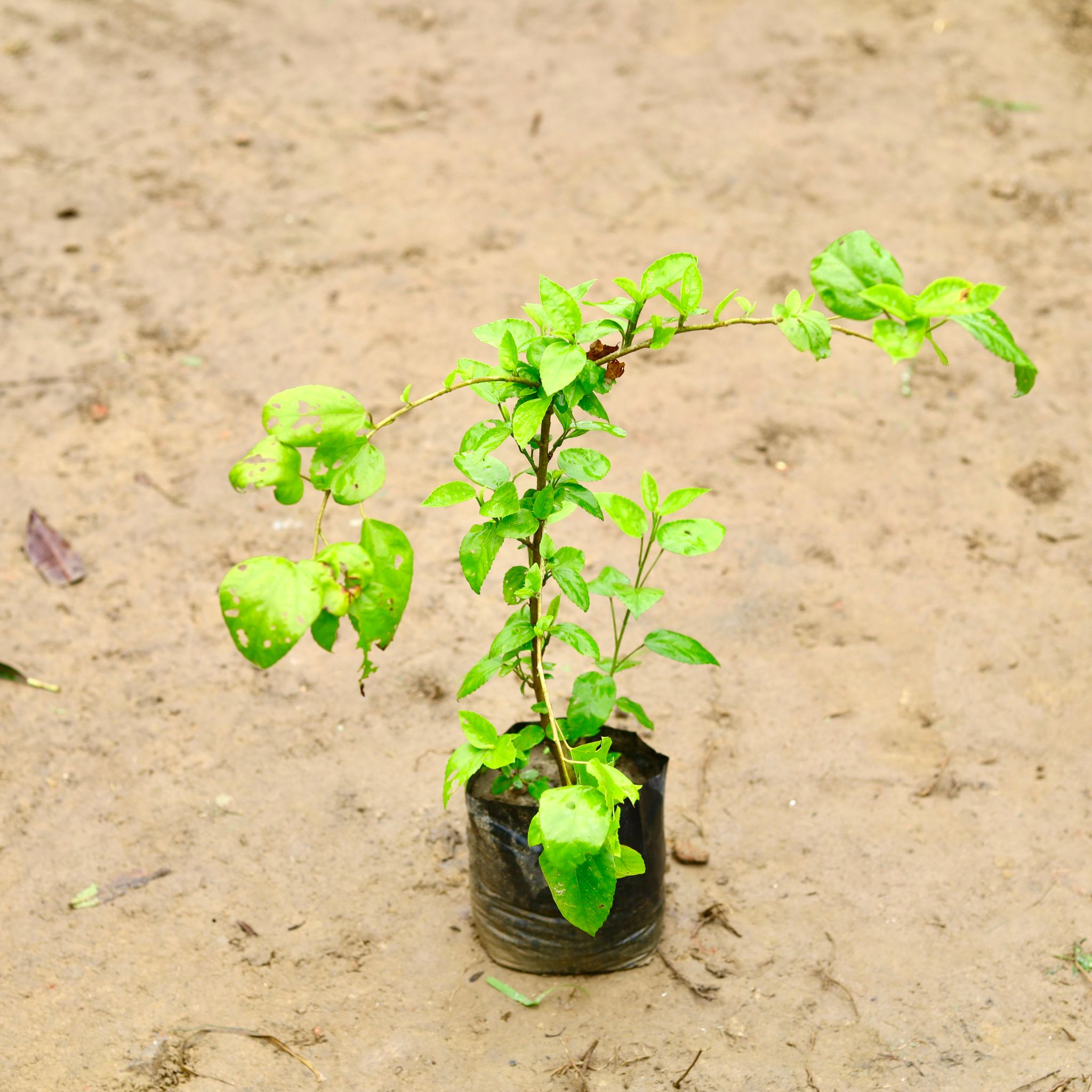 Hibiscus / Gudhal (Any Colour) in 5 Inch Nursery Bag