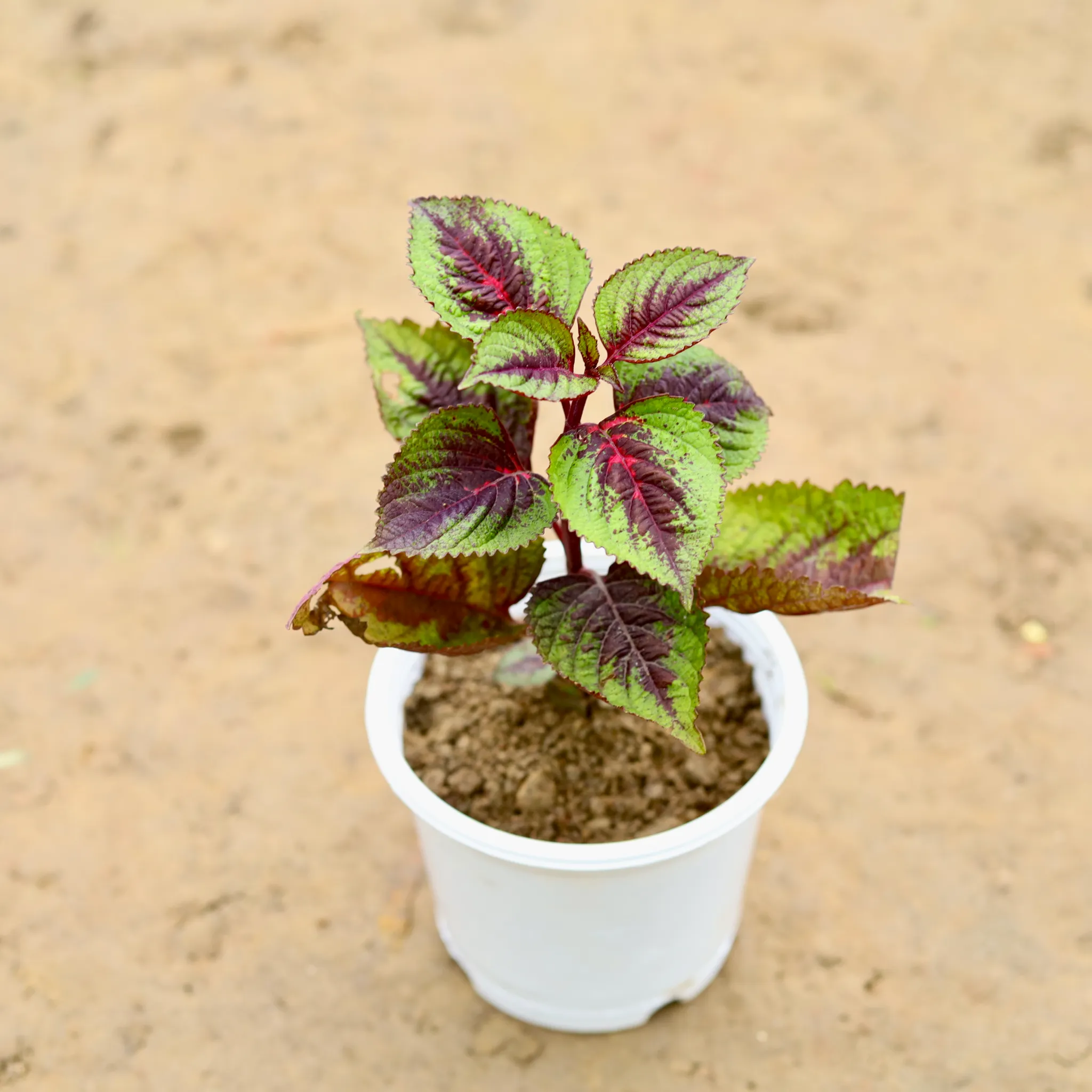 Coleus (any colour) in 4 Inch Nursery Pot