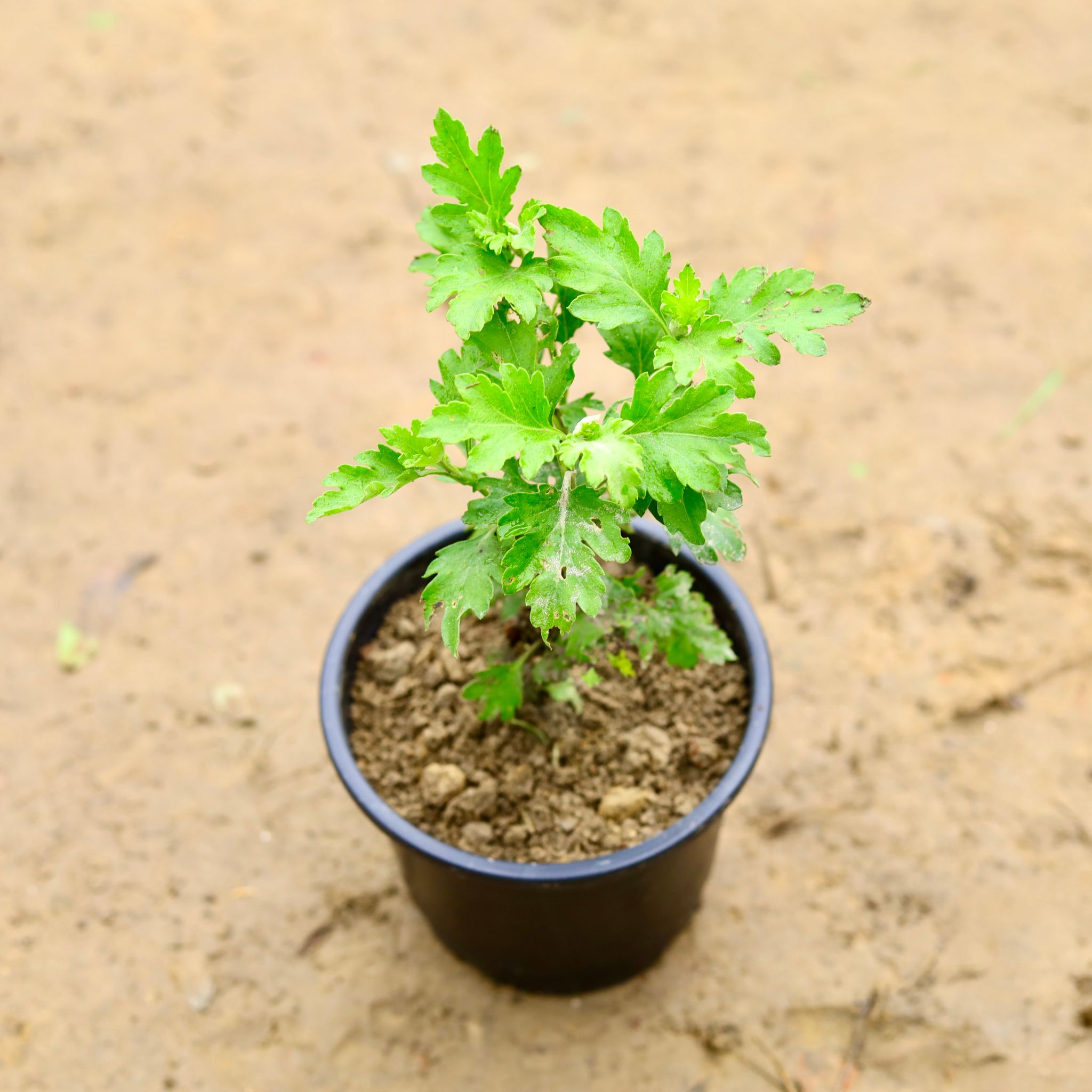 Chrysanthemum / Guldawari / Guldaudi (Any Colour) in 6 Inch Nursery Pot