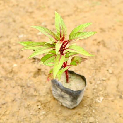 Buy Celosia / Cockscomb (Any Colour) in 4 Inch Nursery Bag Online | Urvann.com