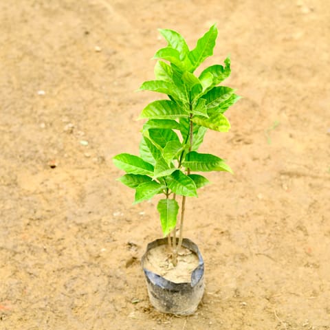 Chandni Double (~ 1-1.5 Ft) in 7 Inch Nursery Bag