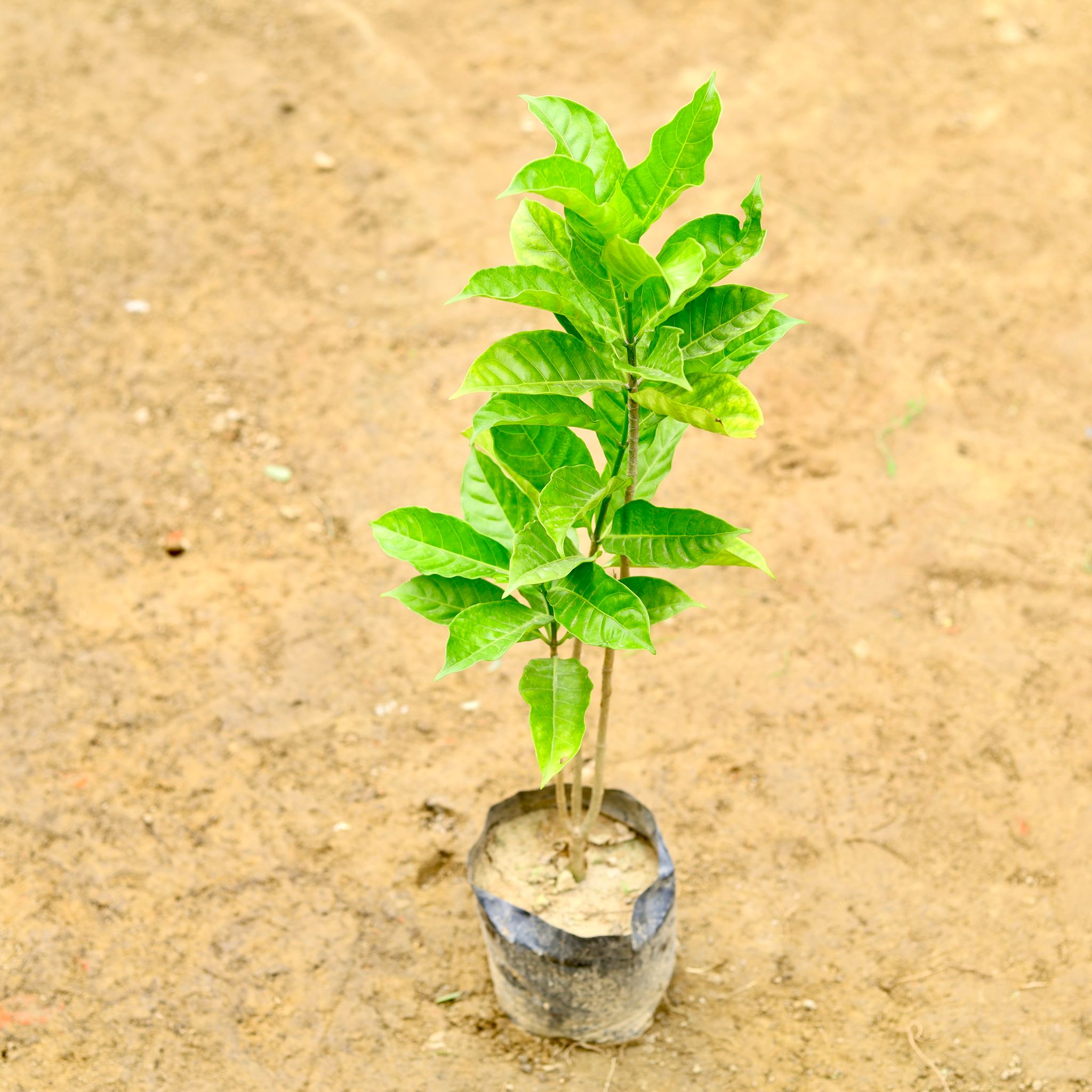 Chandni Double (~ 1-1.5 Ft) in 7 Inch Nursery Bag