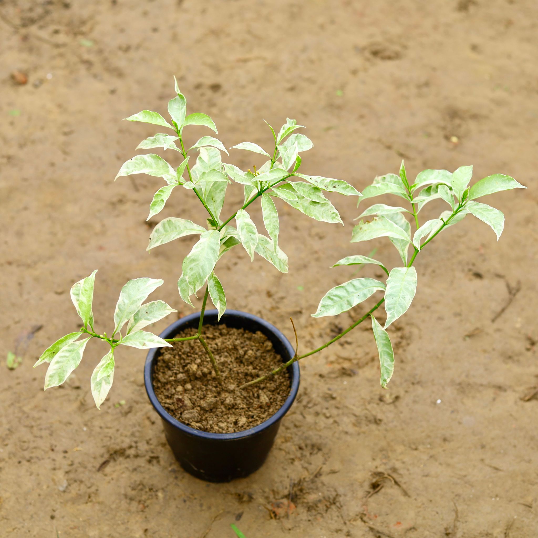 Chandni Variegated in 6 Inch Nursery Pot