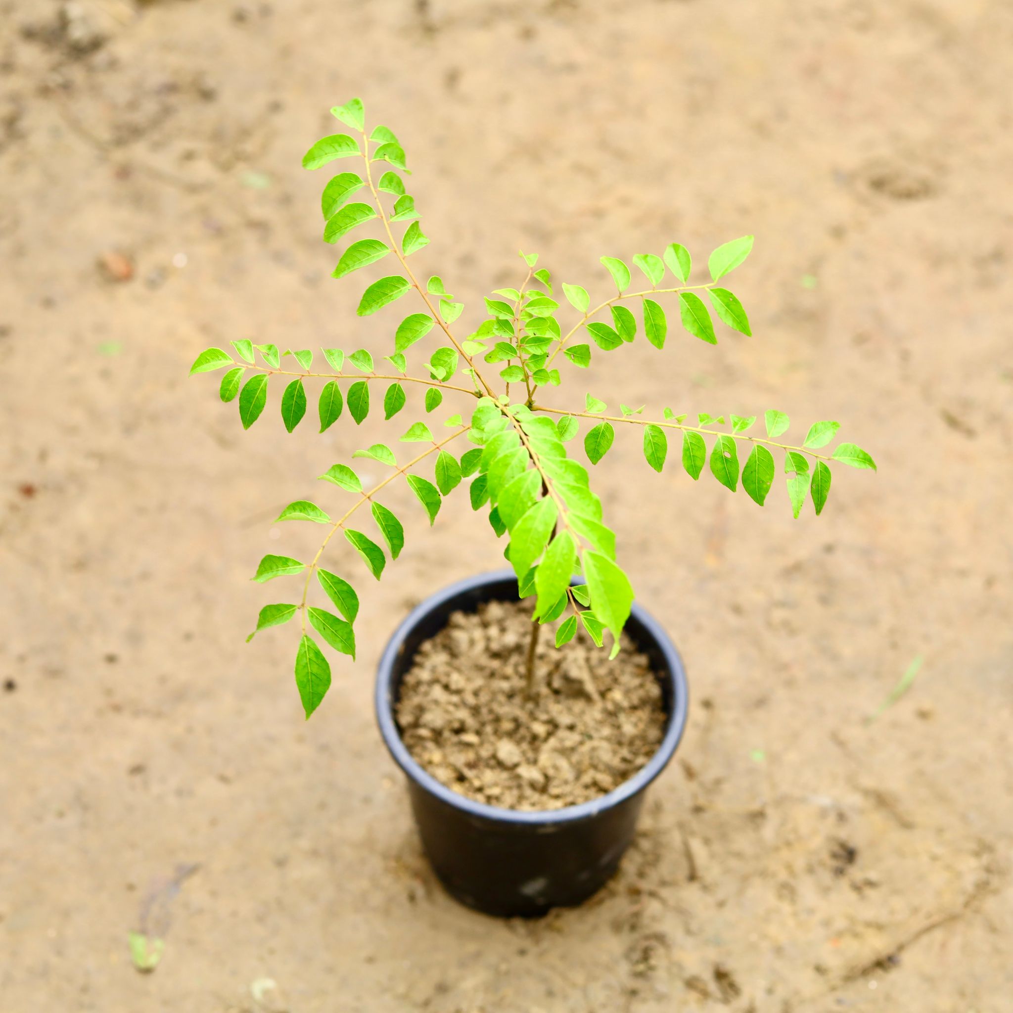 Curry Patta in 6 Inch Nursery Pot