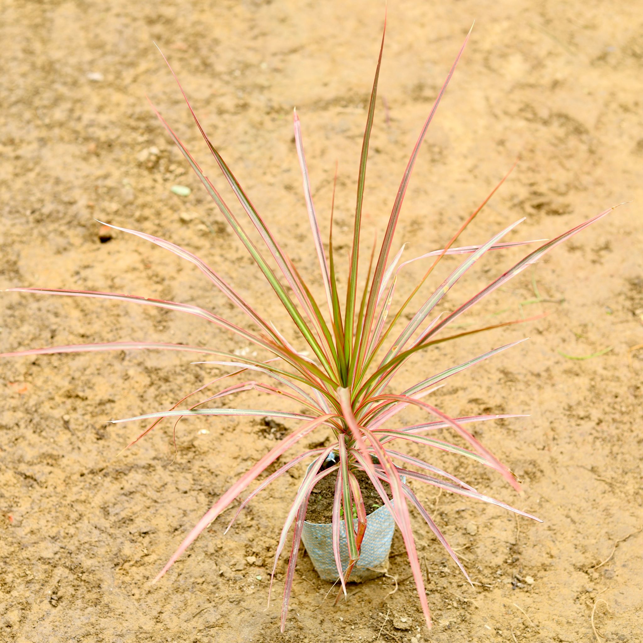 Dracaena Colorama / Marginata Red (~ 1 Ft) in 4 Inch Nursery Bag