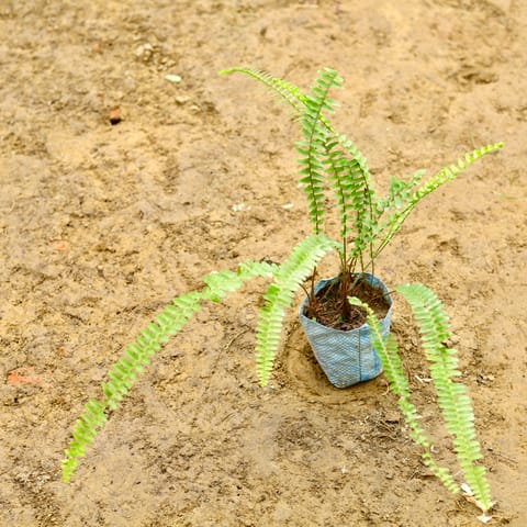 Fern in 4 Inch Nursery Bag