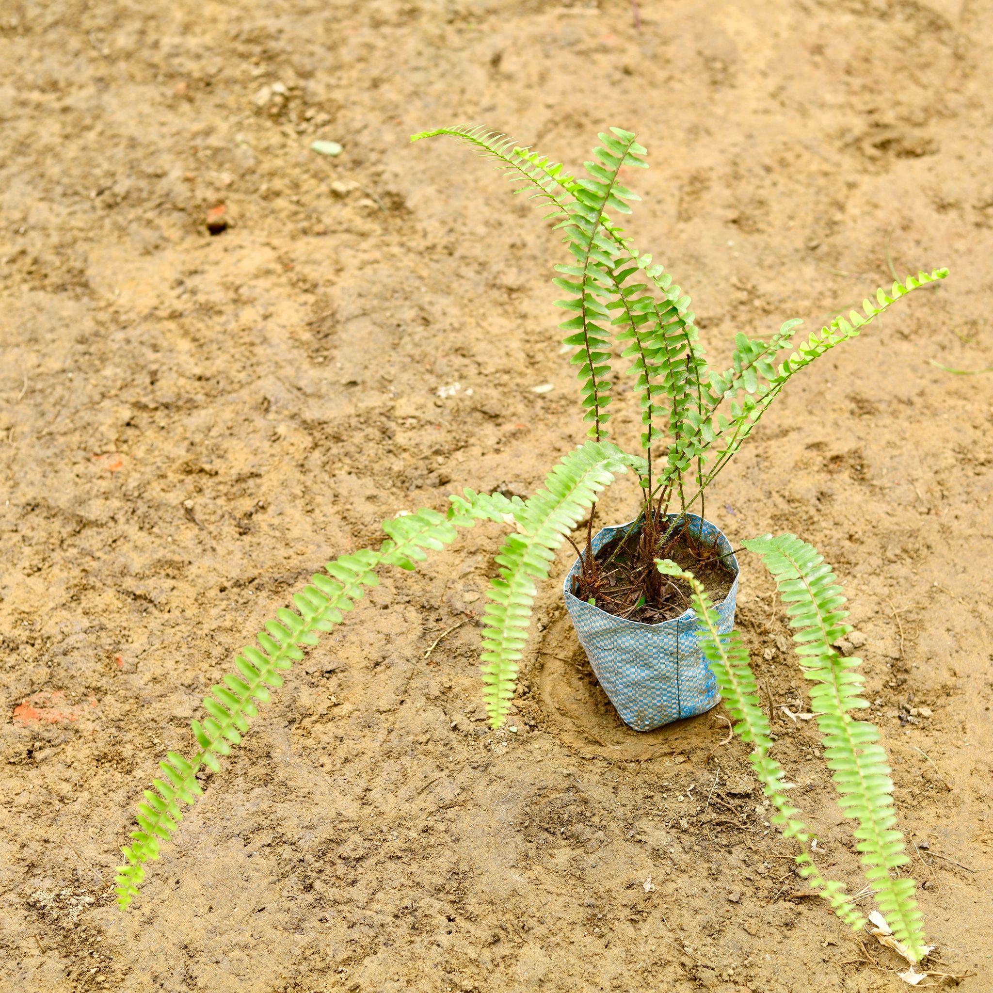 Fern in 4 Inch Nursery Bag