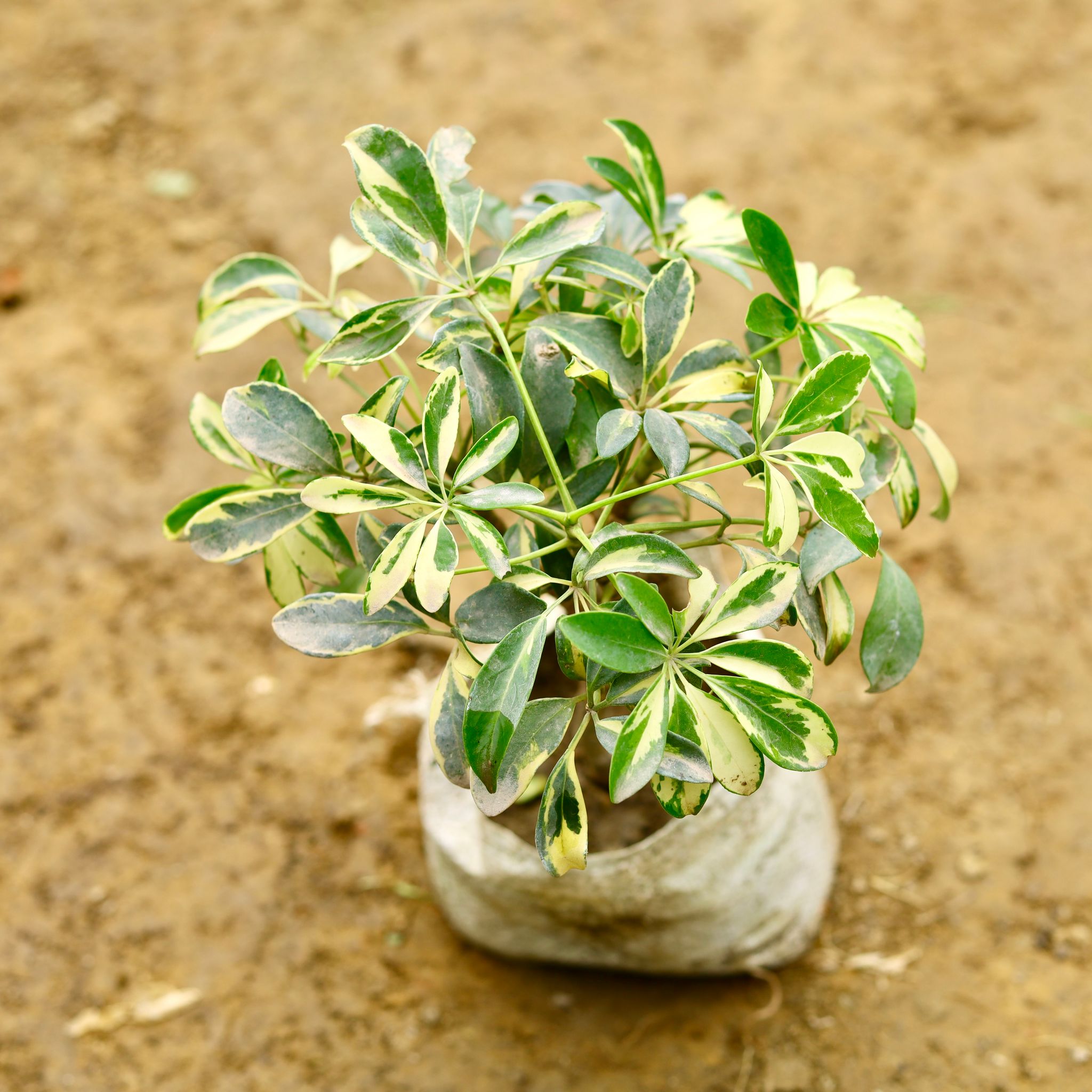 Schefflera Variegated Mini in 7 Inch Nursery Bag