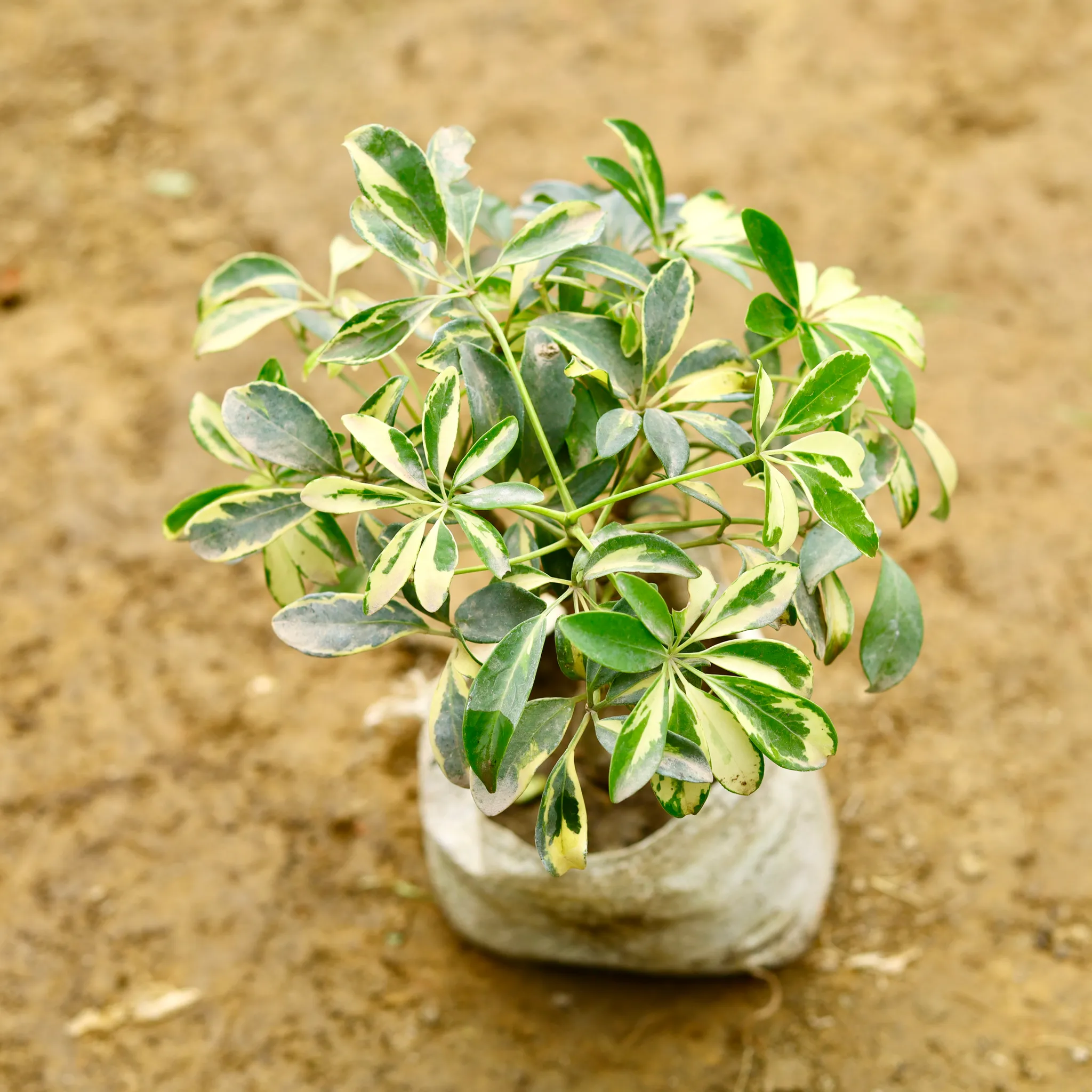 Schefflera Variegated Mini in 7 Inch Nursery Bag