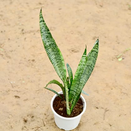 Buy Snake Green in 4 Inch Nursery Pot Online | Urvann.com