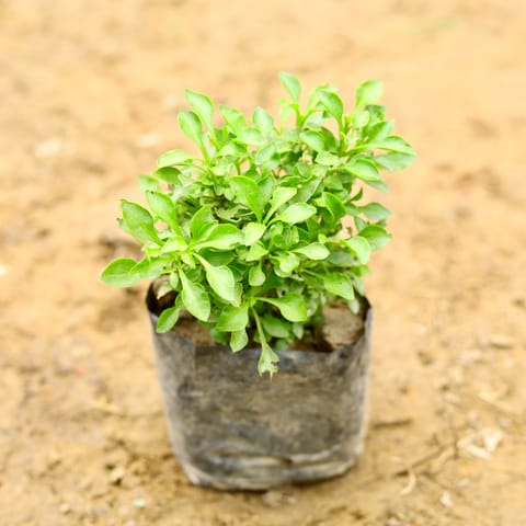 Alternanthera Green in 4 Inch Nursery Bag