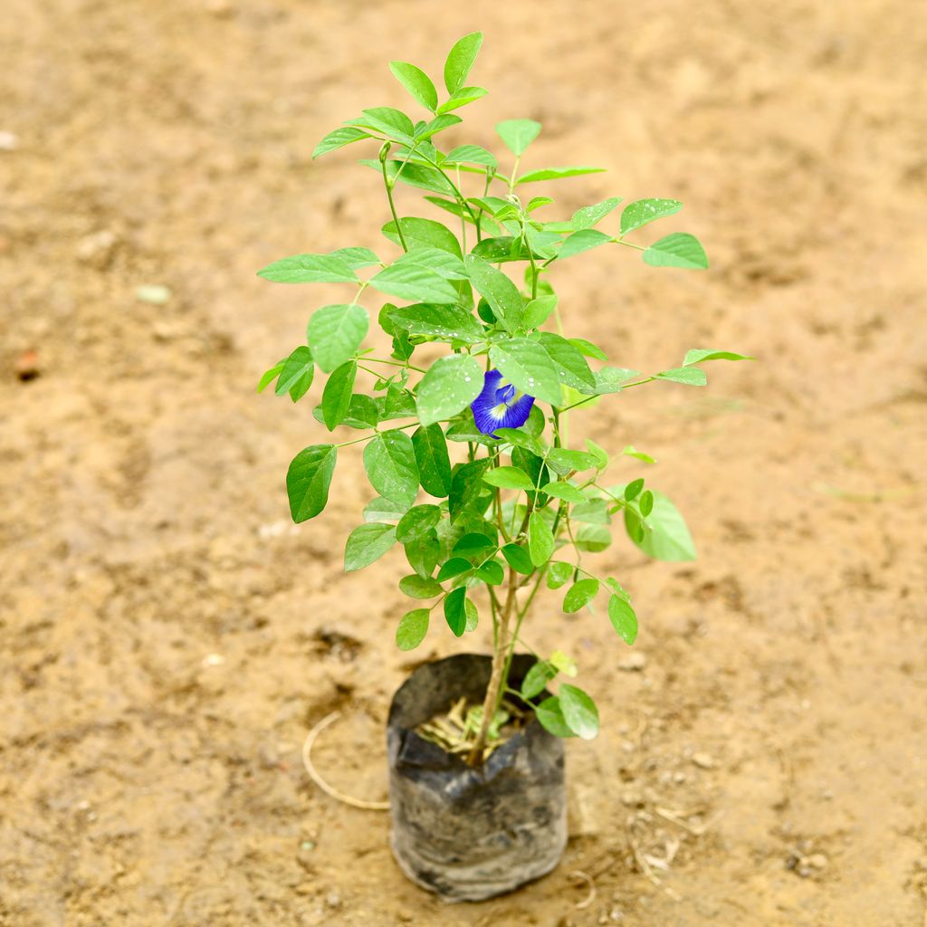 Buy Aparajita / Asian Pigeonwings (Any Colour) in 5 Inch Nursery Bag Online | Urvann.com Aparajita / Asian Pigeonwings (Any Colour) in 5 Inch Nursery Bag