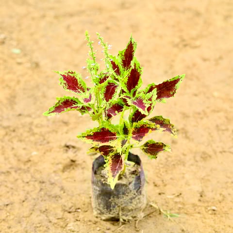 Coleus Green (Any Design) in 5 Inch Nursery Bag
