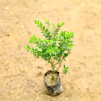 Buy Cuphea / False Heather (Any Colour) in 5 Inch Nursery Bag Online | Urvann.com