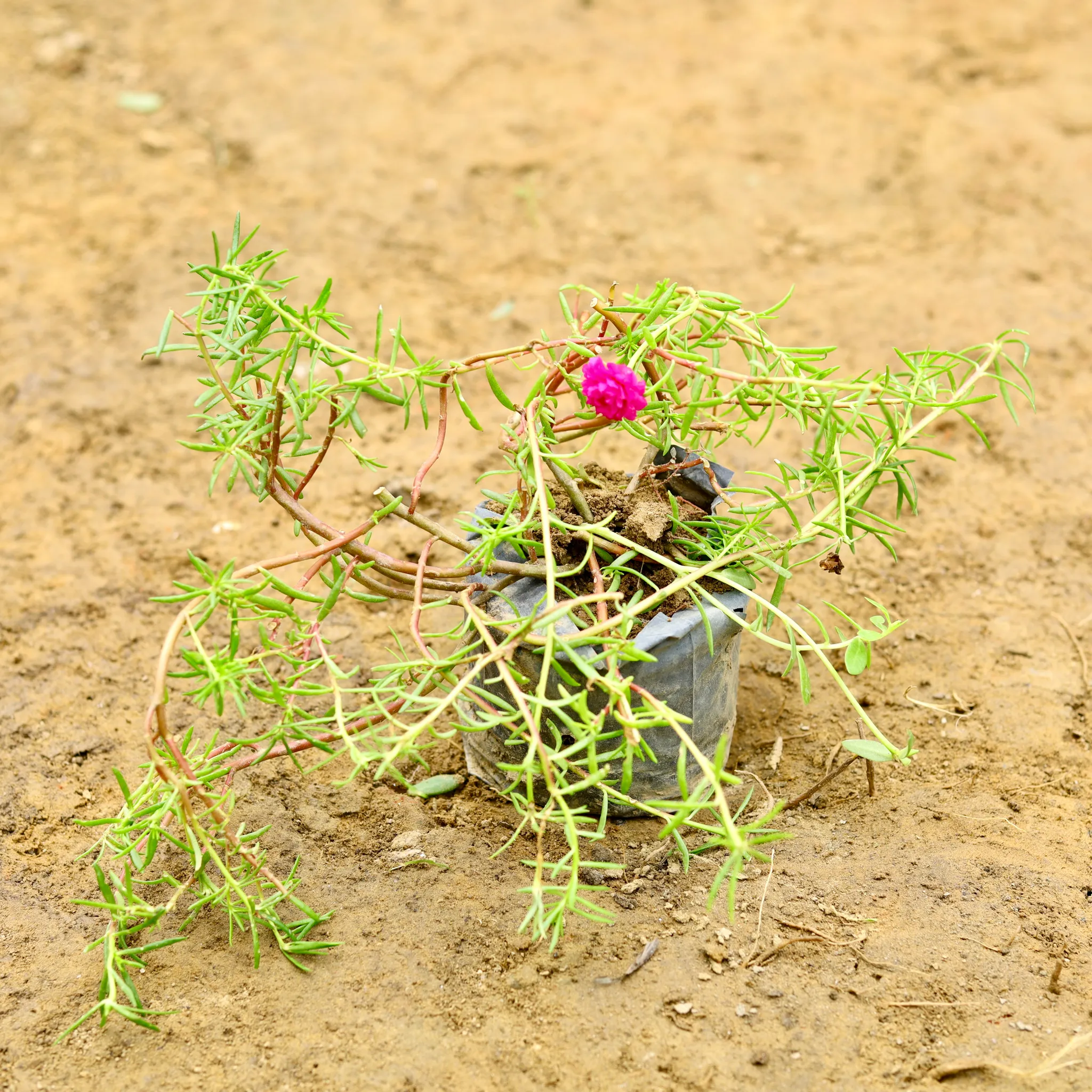 Moss Rose Pink in 5 Inch Nursery Bag